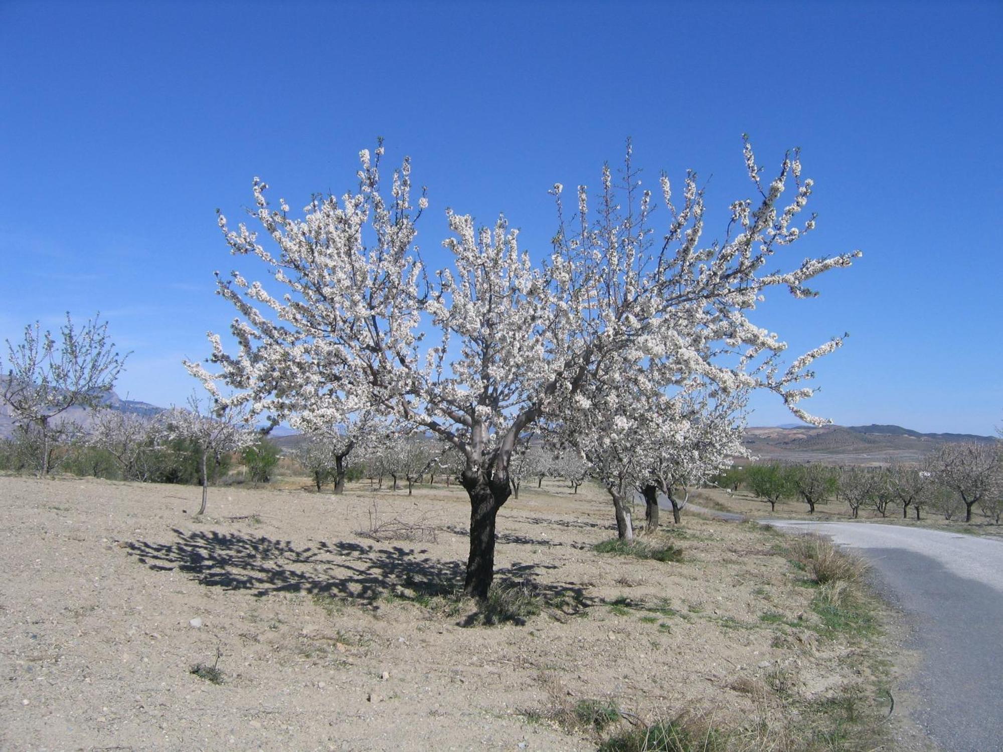 דירות Vélez Rubio Cortijo La Estrella מראה חיצוני תמונה